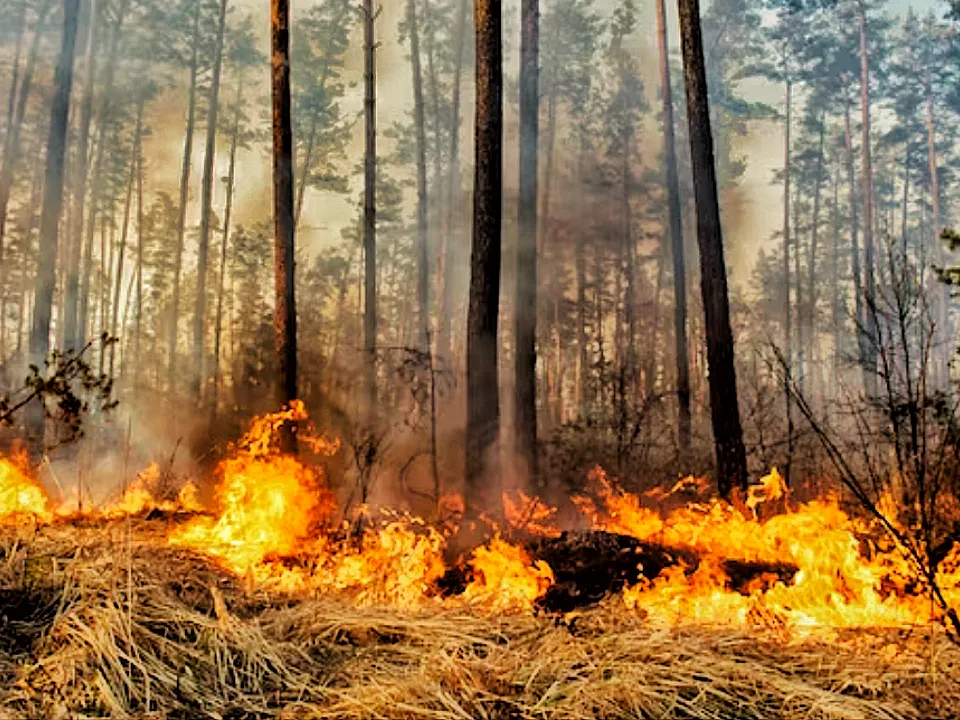 Засуха и лесные пожары: выяснилось, как аномальная жара повлияет на Россию