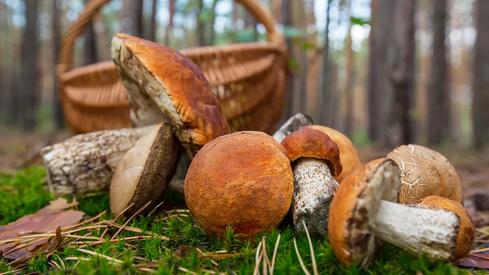 Фото: freepik.com