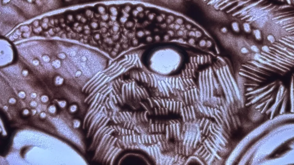 Фото: МедиаБанк Подмосковья/Мария Кондик