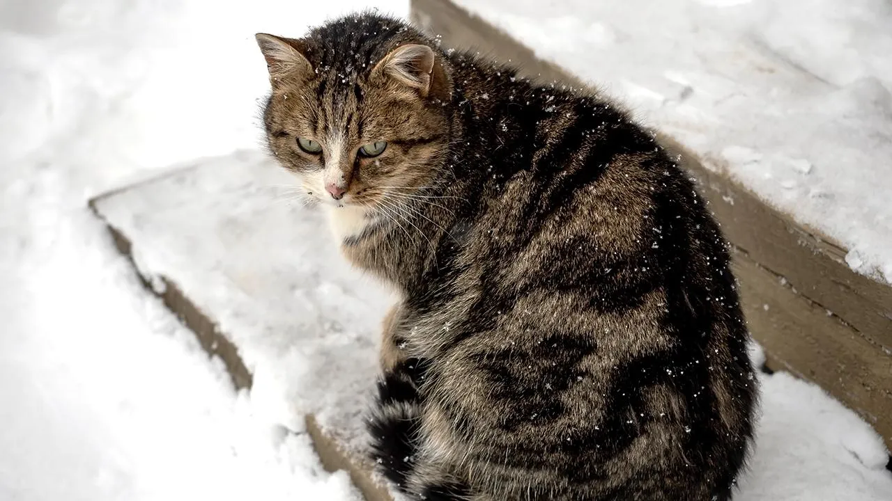 istockphoto.com/petrovval