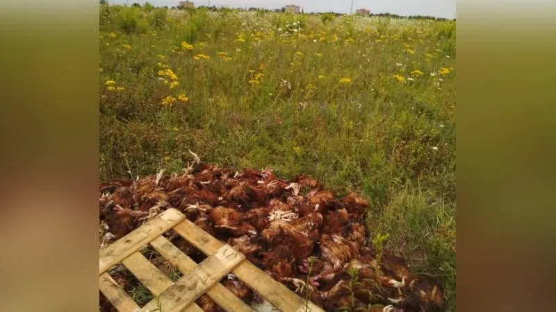 Свалку мертвых петухов обнаружили в Кашире
