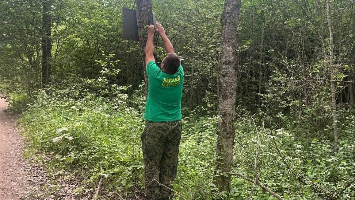 Фото: ГКУ МО «Мособллес»