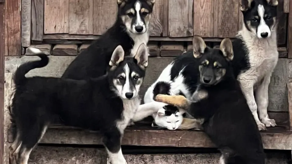 Фото: городская доска объявлений