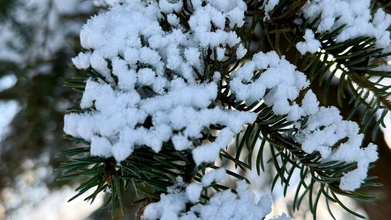 Марина Алифанова