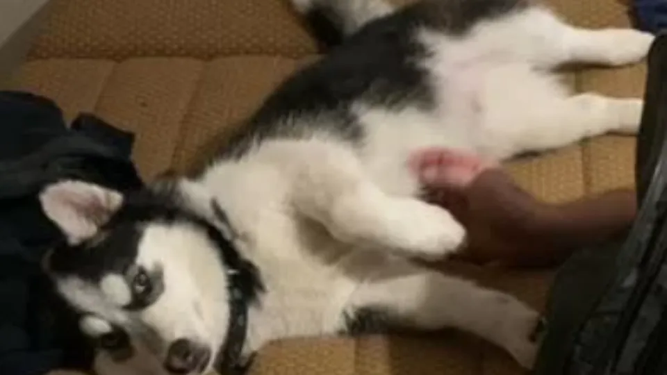 Фото: городская доска объявлений