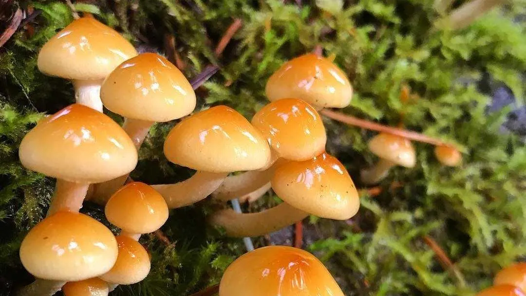 Пресс-служба Комитета лесного хозяйства Московской области