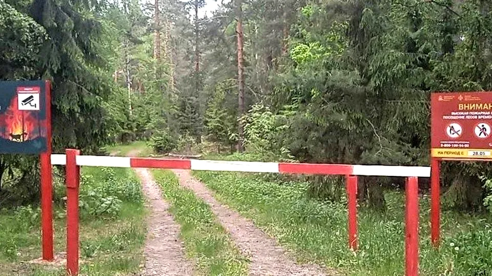 Фото: Комитет лесного хозяйства Московской области