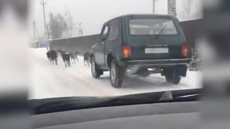 Водитель запряг дюжину собак, чтобы отбуксировать «Ниву» в Подмосковье