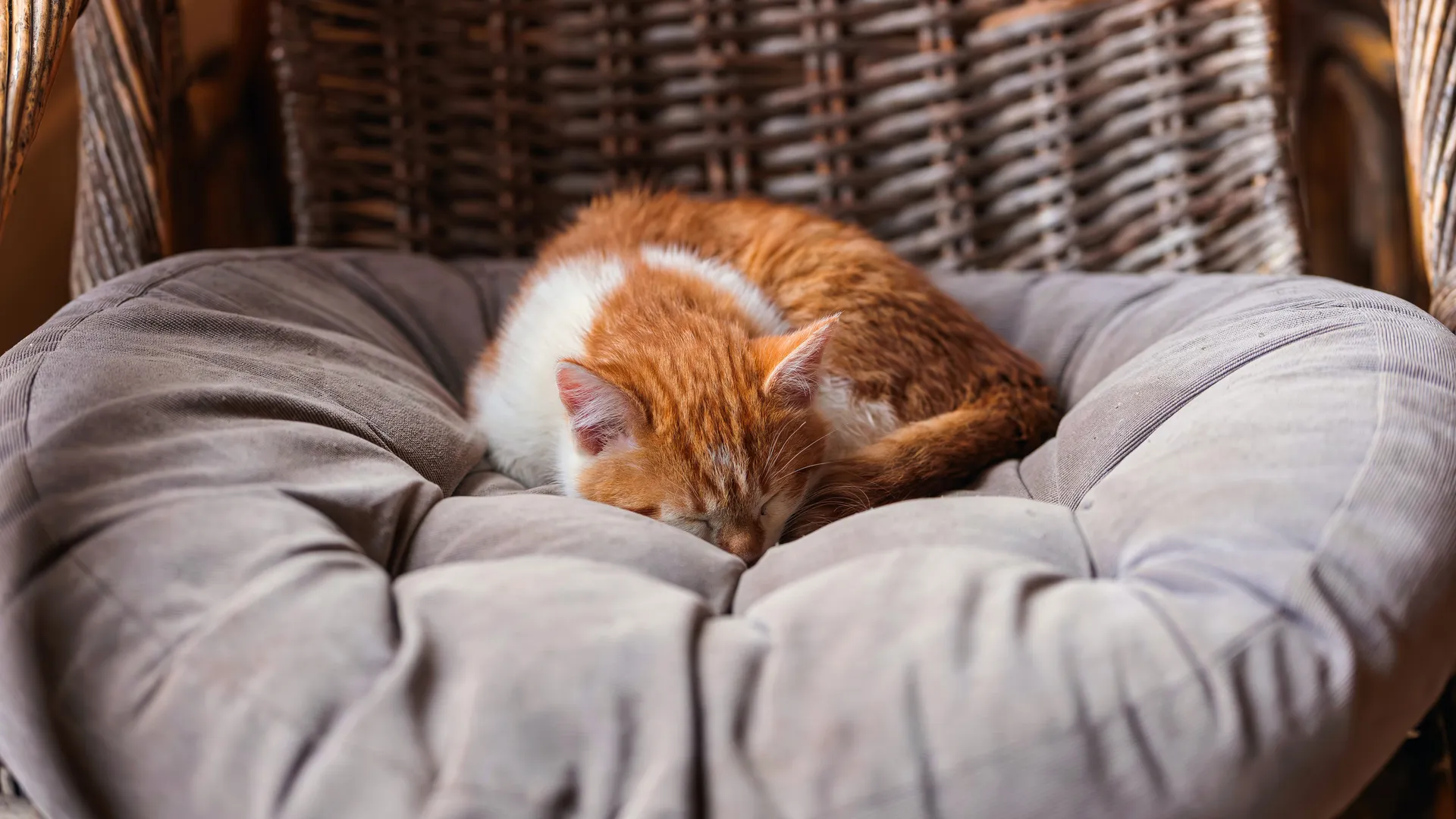 Смерть вместо радости за 24 тыс. руб.: покупательница раскрыла схему работы заводчицы котят из Подмосковья