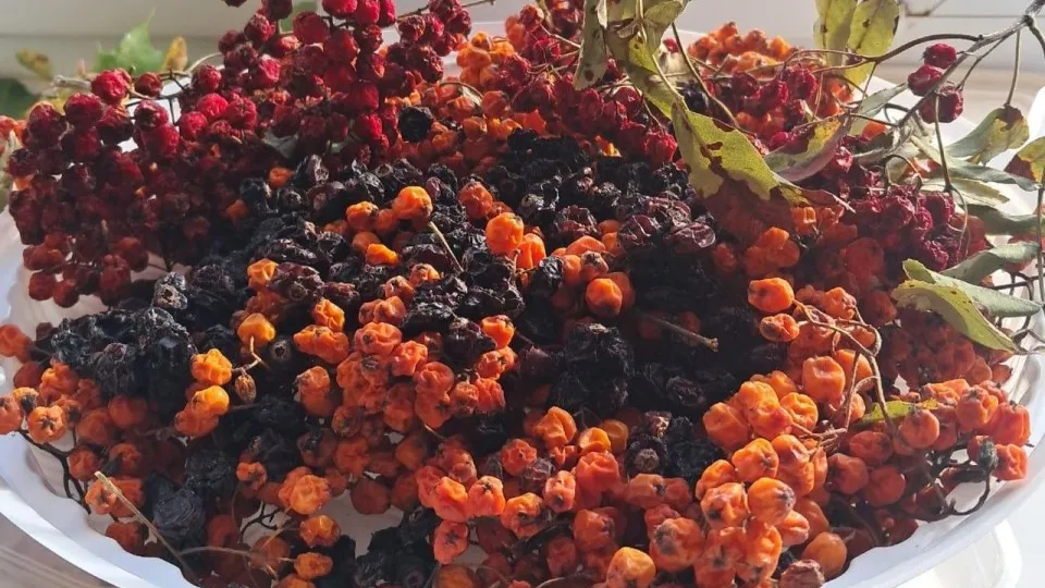 Фото:  Комитет лесного хозяйства Московской области