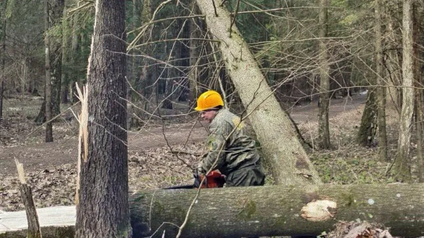 Фото: ГКУ МО «Мособллес»