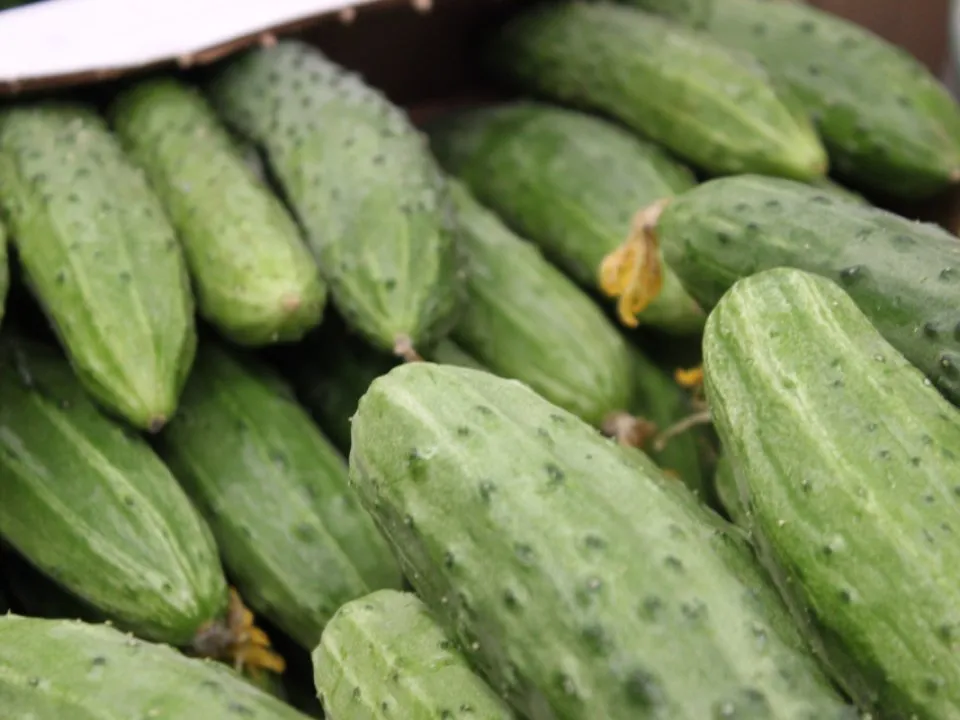 Фото: REGIONS/Анастасия Широкая