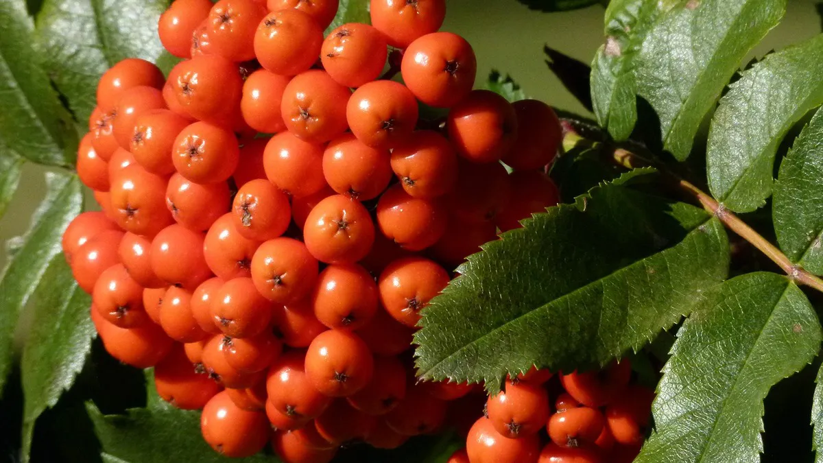 Фото: pxhere.com