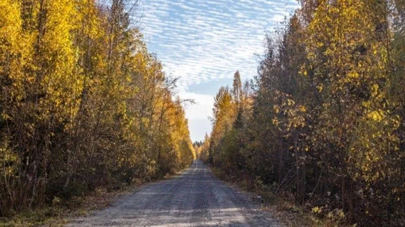 В Подмосковье завершились работы по обустройству лесных дорог