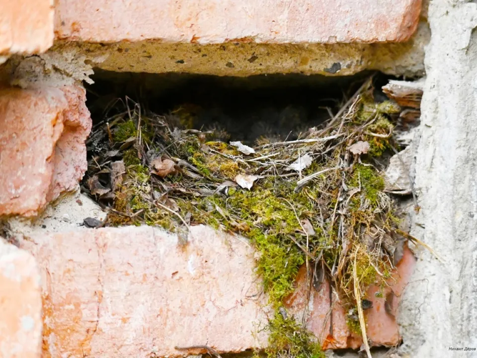 Фото: vk.com/Михаил Деров