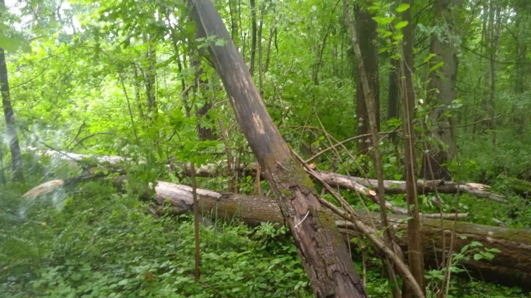 Фото: Дмитровский филиал ГАУ МО «Мособллес»