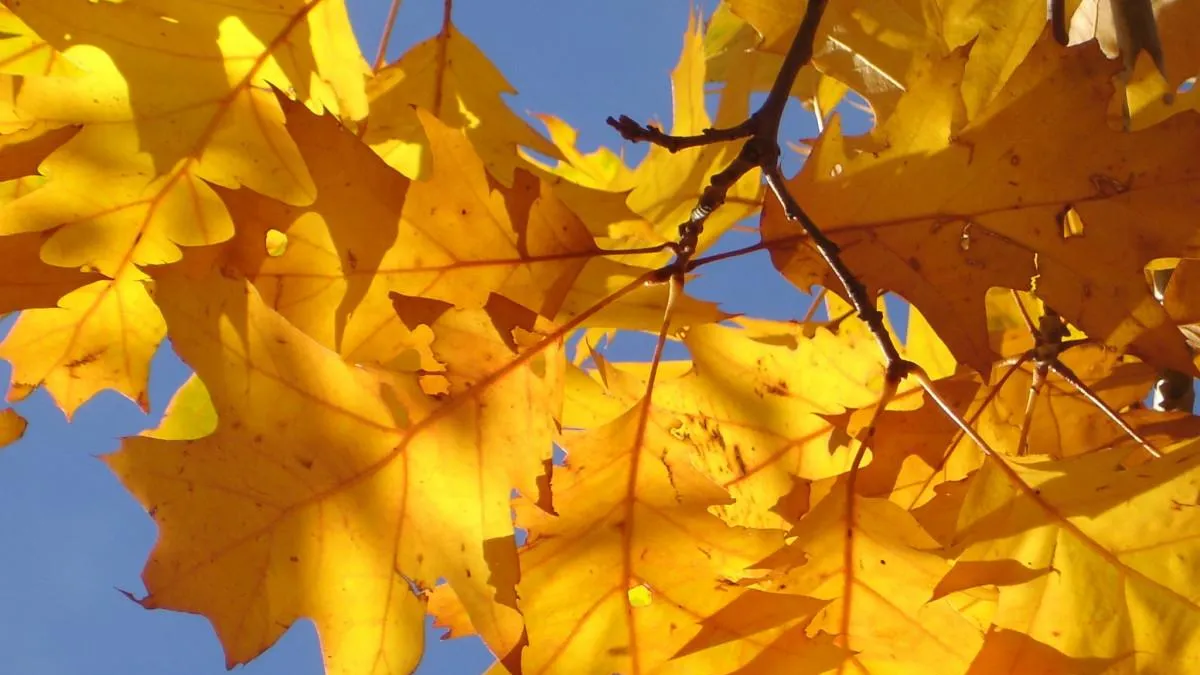 Фото: pxhere.com