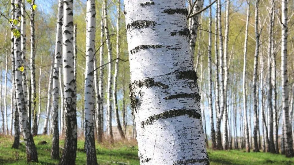 Фото: istockphoto.com
