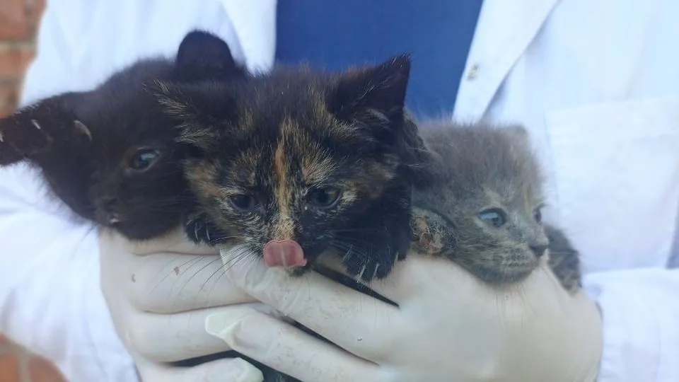 Пресс-служба Минсельхозпрод МО