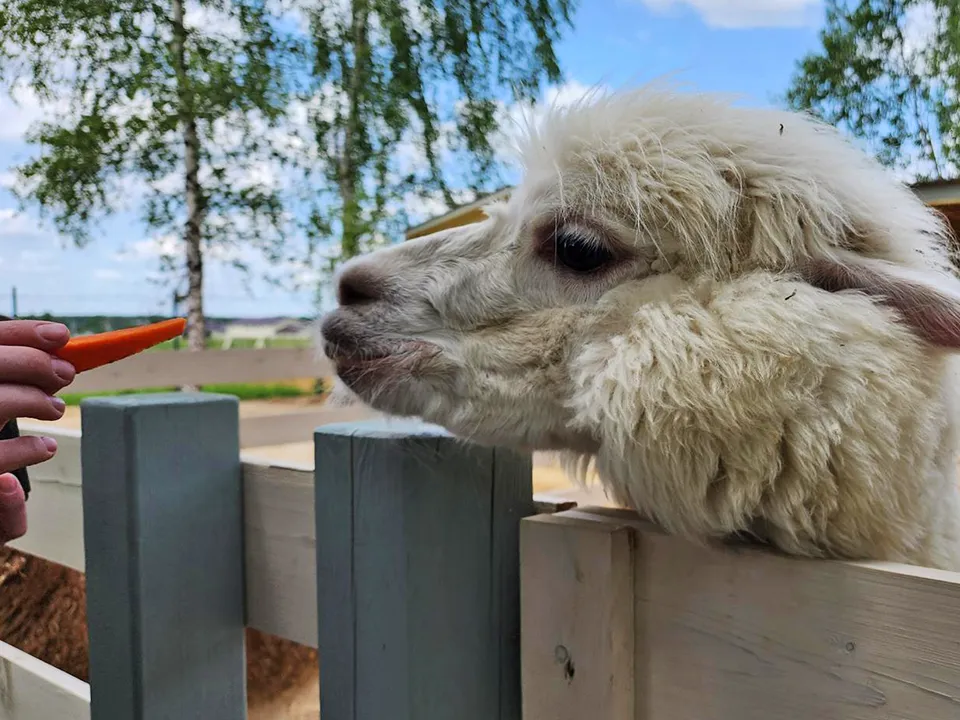 Соседи звездных коз. Фото: Андрей Семибратов