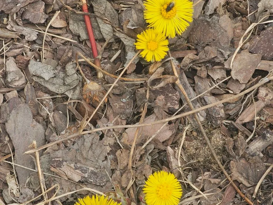 Фото: t.me/drozhzhinobutovopark2 Надежда Россейчук