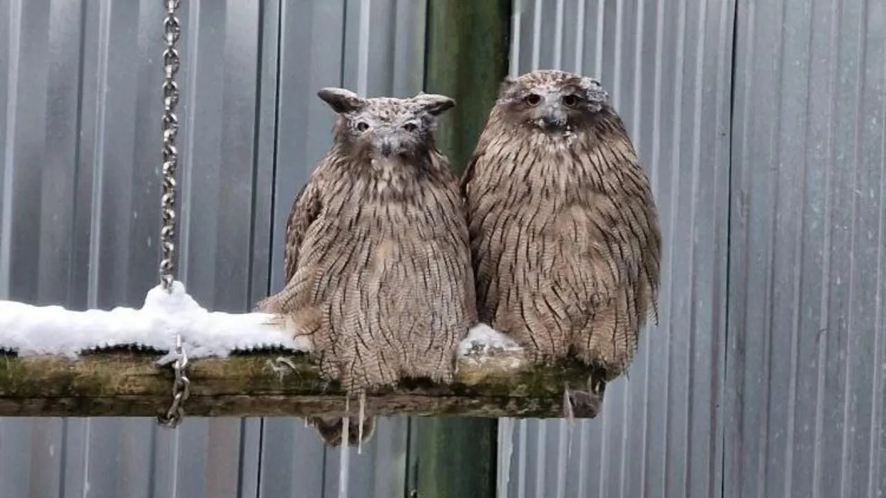 Центр воспроизводства редких видов животных