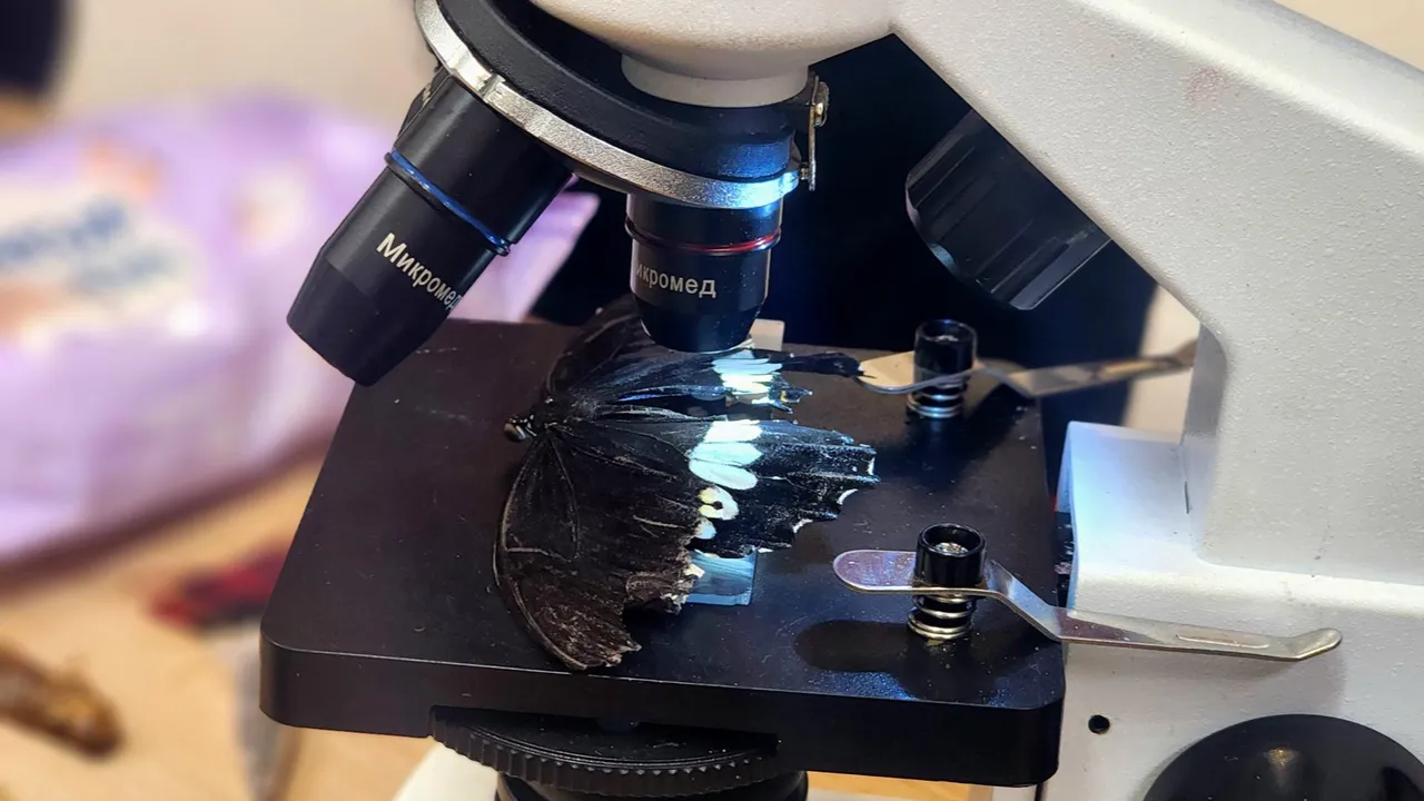 Мария Овчинникова