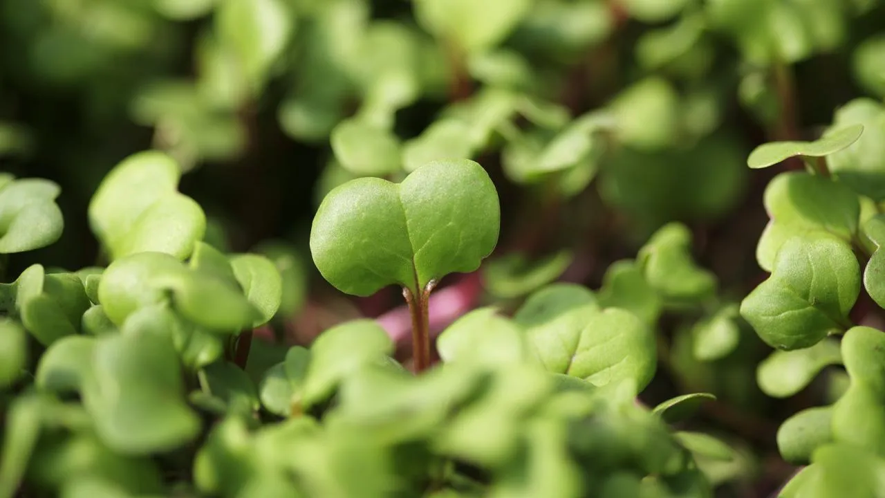 istockphoto.com/temmuzcan