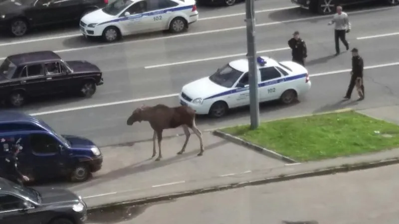 Лося, который нырнул в пруд в «Косино-Ухтомского» лесопарка, поймали