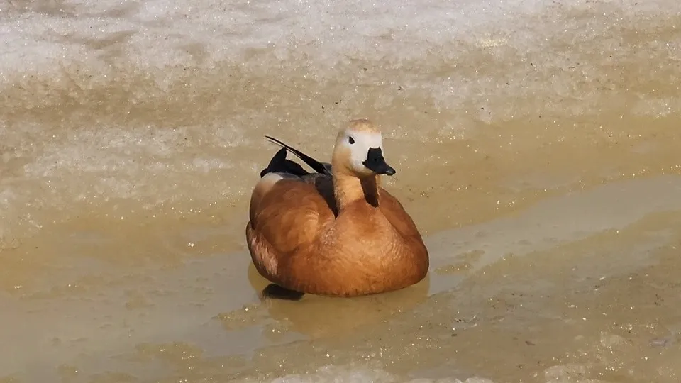 Фото: МедиаБанк Подмосковья/Роман Савельев