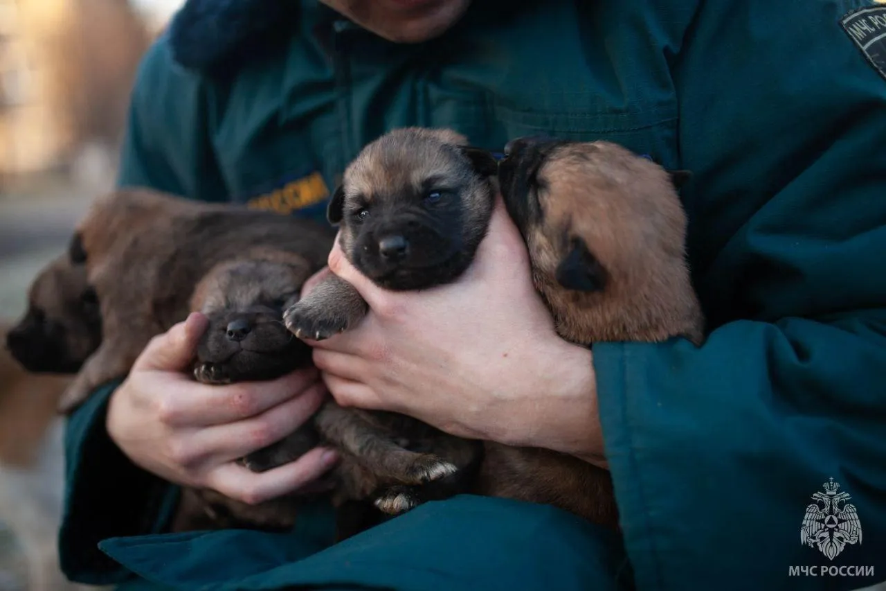 Фото: МЧС России по Московской области