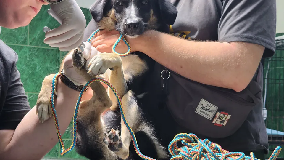 Фото: МедиаБанк Подмосковья/Юлия Смагринская