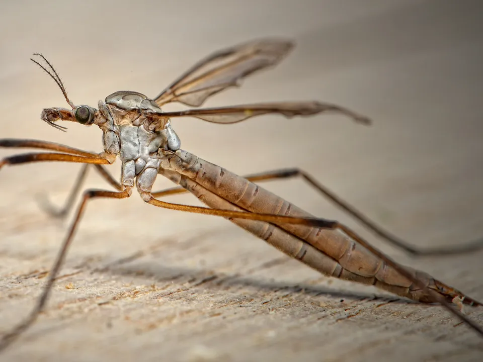 &nbsp; Фото: pxhere.com