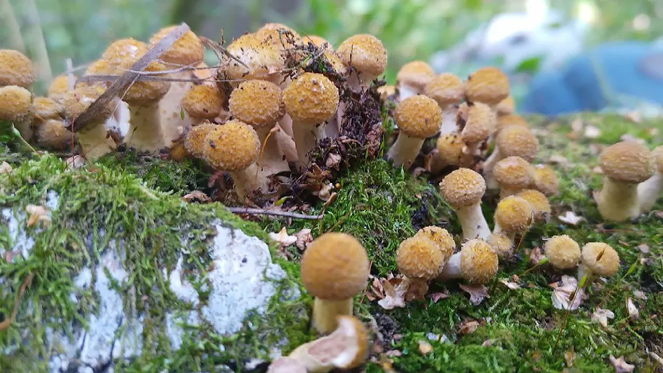 Фото: МедиаБанк Подмосковья/Мария Панина