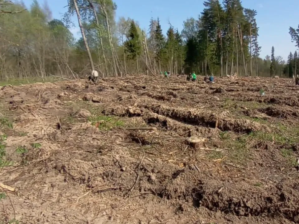Фото: Комитет лесного хозяйства Московской области