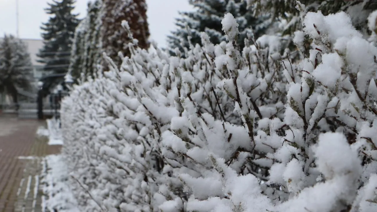 МедиаБанк Подмосковья/Ирина Матвеева