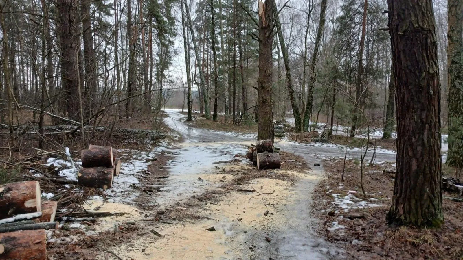 Фото: Комитет лесного хозяйства МО
