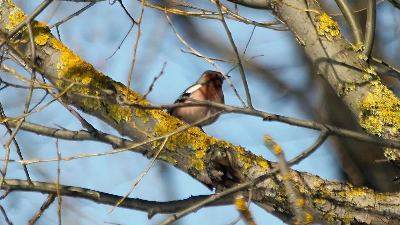 личный архив Константина Кошелева