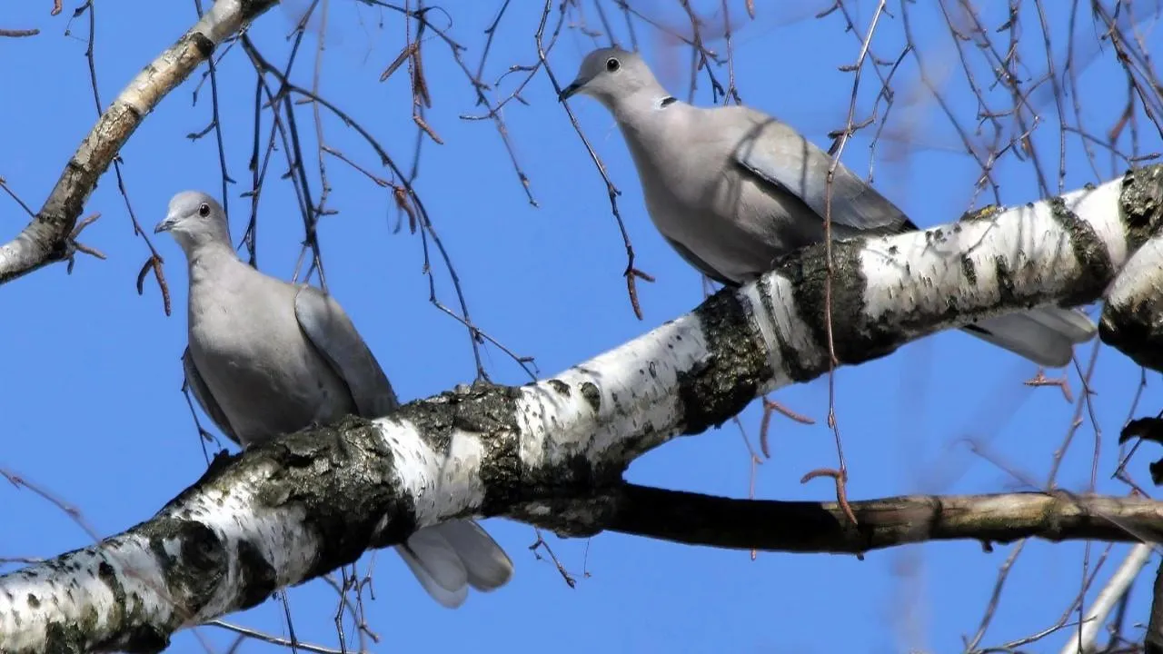 личный архив Константина Кошелева