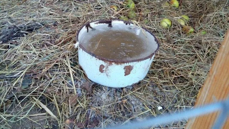 Звери в зоопарке Волоколамска живут без воды и еды