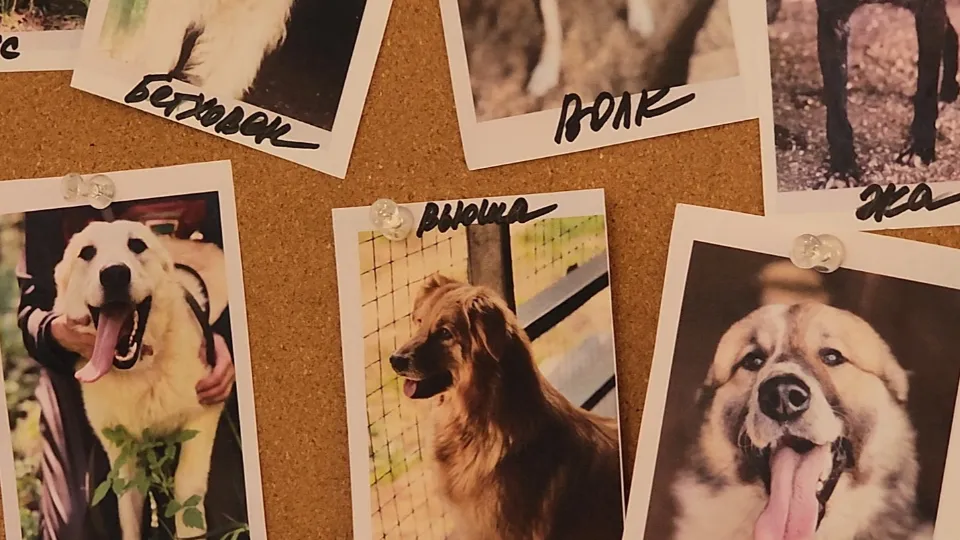 Фото: МедиаБанк Подмосковья/Арина Кузнецова