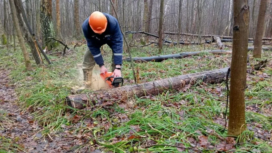 Фото: Комитет лесного хозяйства МО