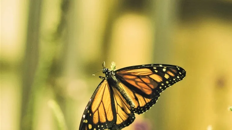 Фото: pxhere.com