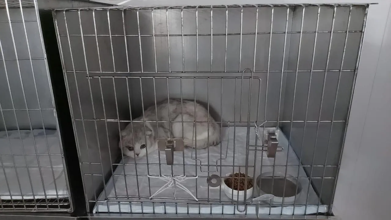 В подмосковной Кашире после схватки лисы с домашней кошкой объявлен карантин