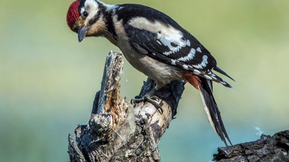 Фото: phxere.com