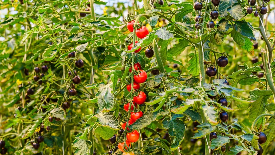 Фото: медиасток.рф