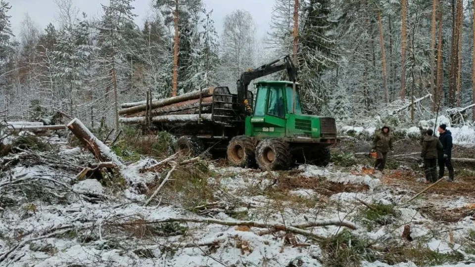 Фото: Комитет лесного хозяйства МО