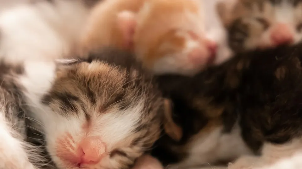 Фото: istockphoto.com/Ozenc Deniz Yalcin