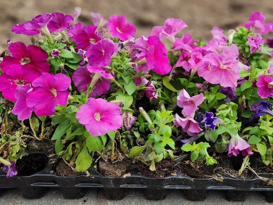 Фото: пресс-служба администрации г.о. Солнечногорск