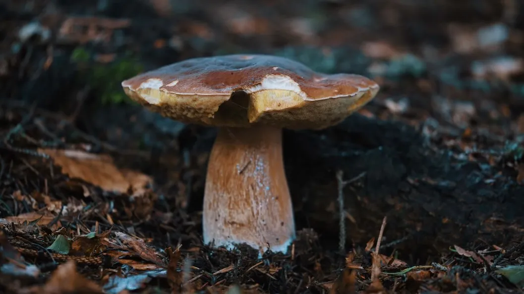 Фото: unsplash.com